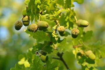 Unreife Eicheln (Quercus) am Baum	
