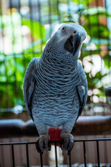 African Grey parrot on a branch. 