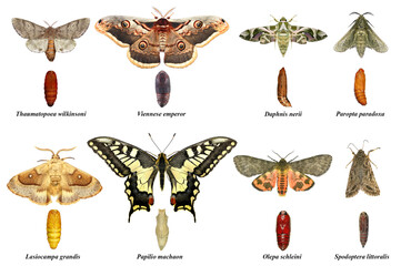 Butterflies and moths. Development stages. Adult and pupa. Isolated on a white background 