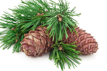 Cedar cone with branch on white