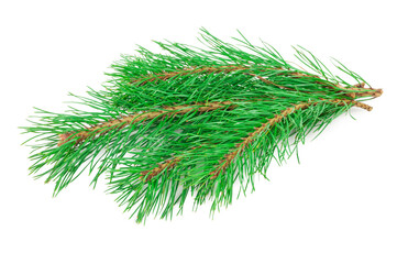 Pine branches on white background