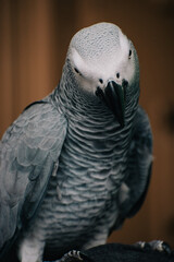 portrait of a grey parrot