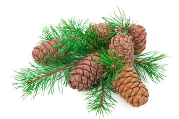 Cedar cones with branch on white