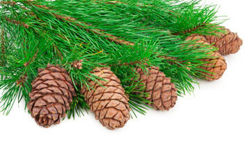 Cedar cones with branch on white