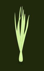 Spring Sprouting onion isolated on dark background. Lined vector illustration. Fresh green food