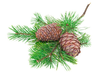 Cedar cones with branch on white