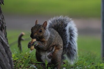 animaux