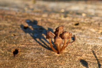 Schattenspiele auf Holz	