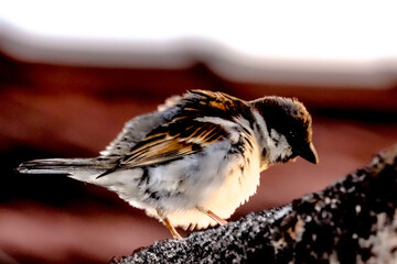 sparrow on a branch