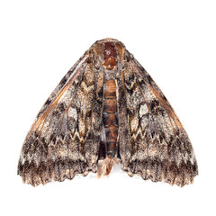 Large brown shaggy moth isolated on white background