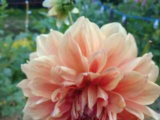 Peach dahlia flower