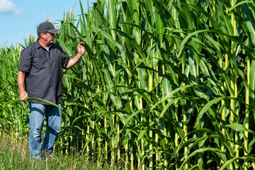 Naklejka na ściany i meble Farmer waling in corn field on farm in rural country, rows of corn crop, inspecting and examining corn, portrait, person, man, agriculture, agricultural, business owner, 
