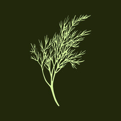 Fresh fennel branch isolated on dark green background. Dill bunch. Vector illustration.