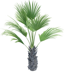 Nature object tree isolated  white  background