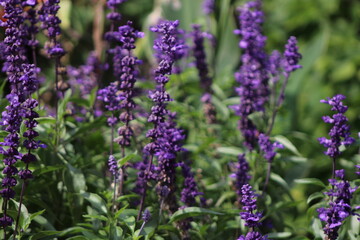 Obraz premium cimetière