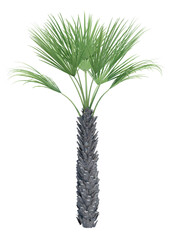 Nature object tree isolated  white  background