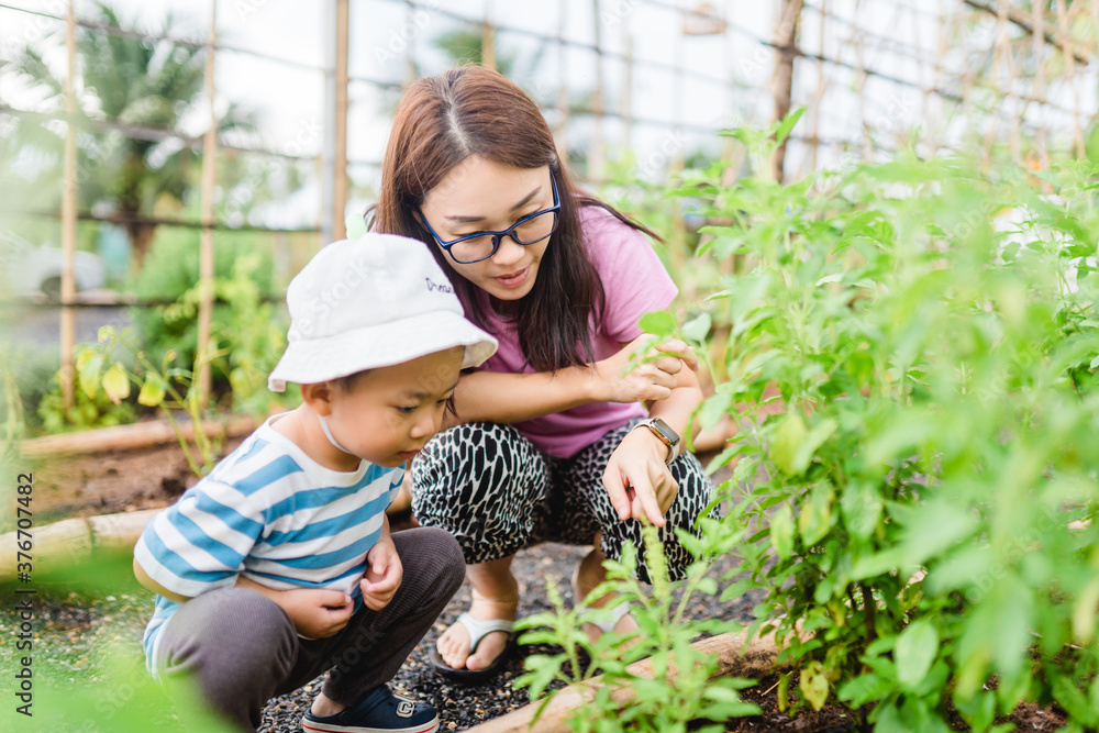 Sticker Mother and son toddler boy on organic vegetable farm in summer.Mother with kid Harvesting Organic vegetable morning glory on farm at home.Home school kid learning how to vegetable growth with mother.