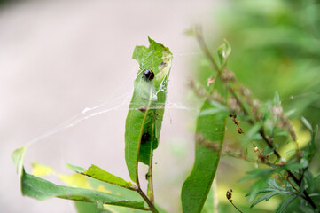 un insecte sur une feuille d'un arbre avec une toile araignée