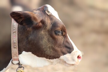Obraz na płótnie Canvas face of a calf cow a lovey dairy animal domestic animal