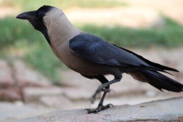 indian crow also known as black crow