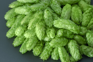 fresh green hop cones on a dark background