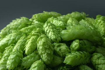 fresh green hop cones on a dark background