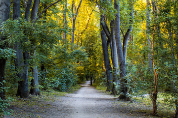 Forest in Chisinau, Moldova