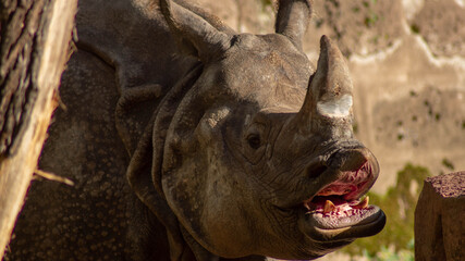 rhino in the zoo © David Promokhov