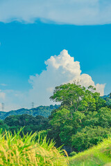 夏の日本の田舎風景