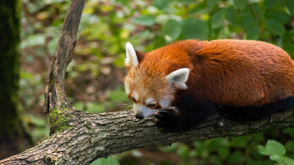 wild red panda in tree