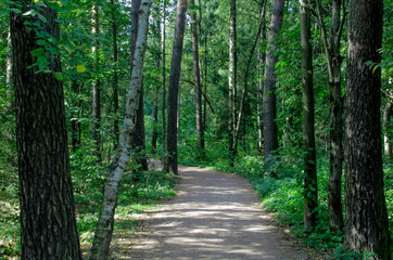 Obraz premium daytime sunny summer green forest