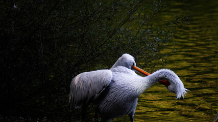 great white pelican on dark background