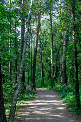 Fototapeta premium daytime sunny summer green forest