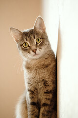 Close-up portrait of a beautiful gray cat with yellow eyes. A domestic cat sitting on the sofa and and looks at the camera. Cat in the home interior. Image for veterinary clinics, sites about cats