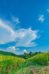Fototapeta na wymiar 夏の日本の田舎風景
