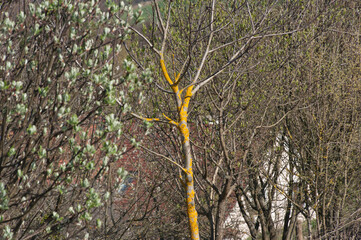 yellow lichen on a small bark tree