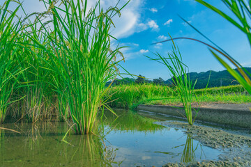 Fototapeta na wymiar 夏の日本の田舎と田んぼ