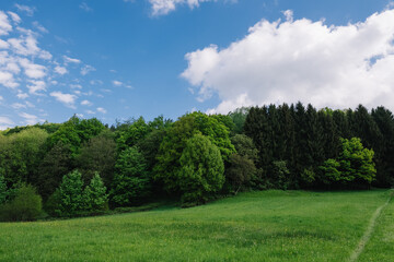 Fototapeta na wymiar Odenwälder Waldstück im Sommer