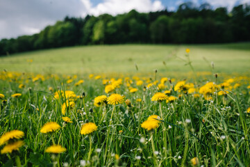Löwenzahnfeld im Odenwald