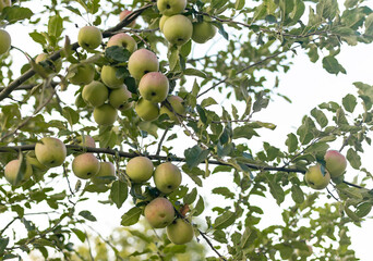 Ripe apples against the sky