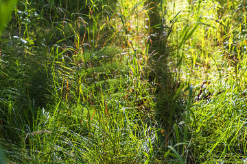 Meadow with yellow green grass on a sunny day. Mood coming autumn in the countryside. Natural landscape