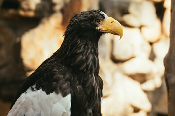 Steller's sea eagle portrait on the stone background