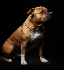 American Staffordshire terrier siting on its hind legs