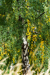 Birch tree starting to develop yellow leaves