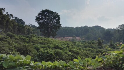 A day out at Yercaud