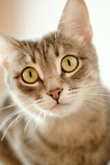 Close-up portrait of a beautiful gray cat with yellow eyes. A domestic cat sitting on the sofa and and looks at the camera. Cat in the home interior. Image for veterinary clinics, sites about cats