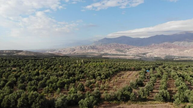 Olive trees valley in Gilan and  Zanjan provinces, Iran