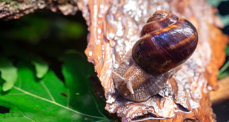 Large snails crawling along the bark of a tree. Burgudian, grape or Roman edible snail from the Helicidae family.