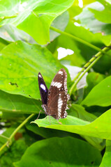 Fototapeta na wymiar Beautiful pansy butterfly with green and floral background. Khagrachhari, Bangladesh / 2020.