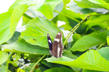 Beautiful pansy butterfly with green and floral background. Khagrachhari, Bangladesh / 2020.